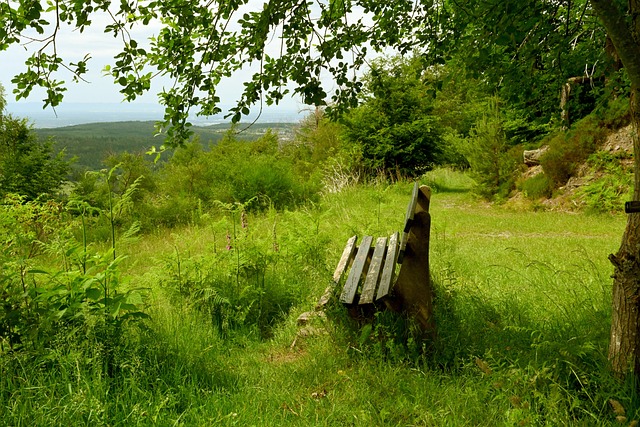 战略选择 战略选择